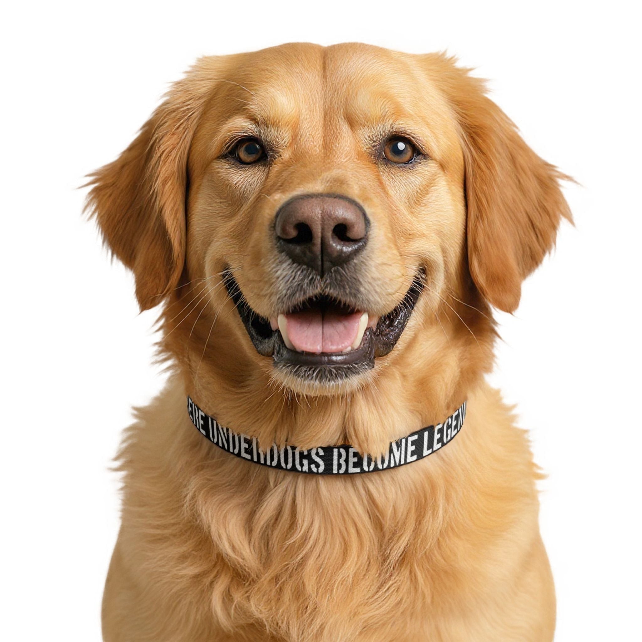 Ruff Part of Town black adjustable dog collar with white text "WHERE UNDERDOGS BECOME LEGENDS" on a golden retriever.