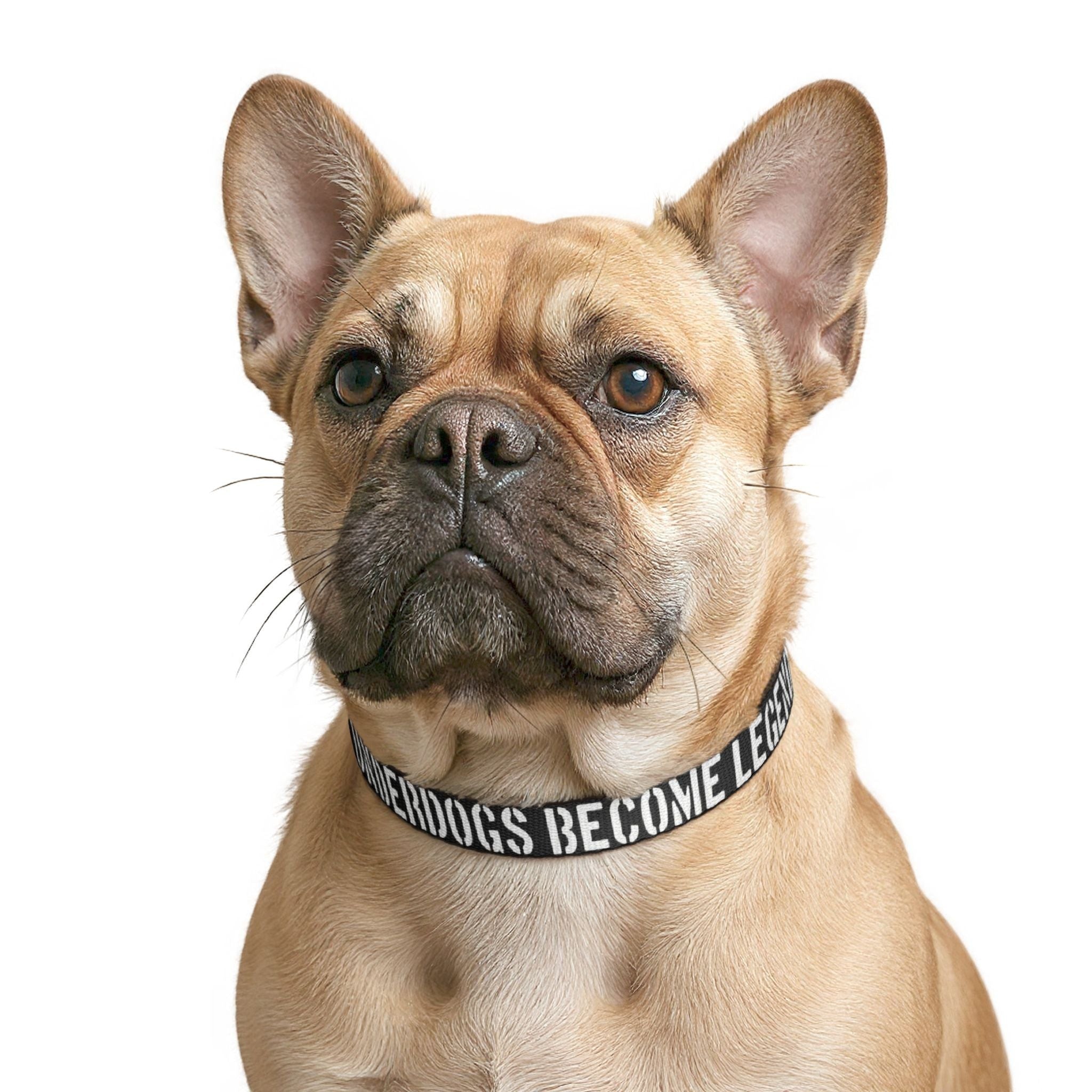 Ruff Part of Town black adjustable dog collar with white text "UNDERDOGS BECOME LEGENDS" on a fawn French Bulldog.