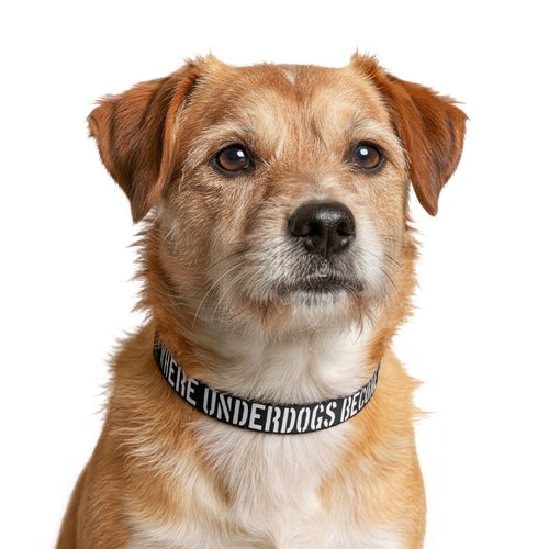 Ruff Part of Town black adjustable dog collar with white text "WHERE UNDERDOGS BECOME LEGENDS"